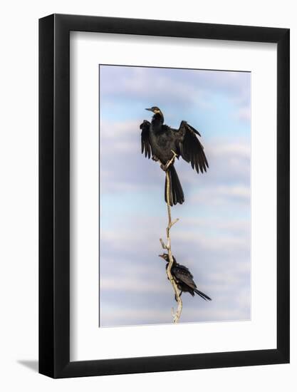 African darter (Anhinga rufa), Chobe River, Botswana, Africa-Ann and Steve Toon-Framed Photographic Print