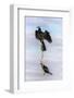 African darter (Anhinga rufa), Chobe River, Botswana, Africa-Ann and Steve Toon-Framed Photographic Print