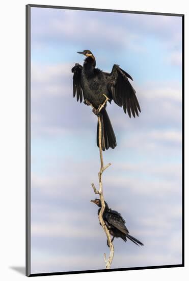 African darter (Anhinga rufa), Chobe River, Botswana, Africa-Ann and Steve Toon-Mounted Photographic Print