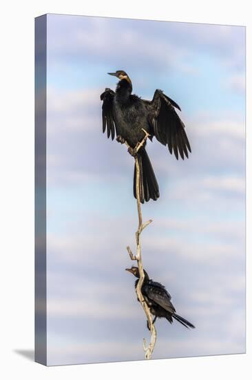 African darter (Anhinga rufa), Chobe River, Botswana, Africa-Ann and Steve Toon-Stretched Canvas