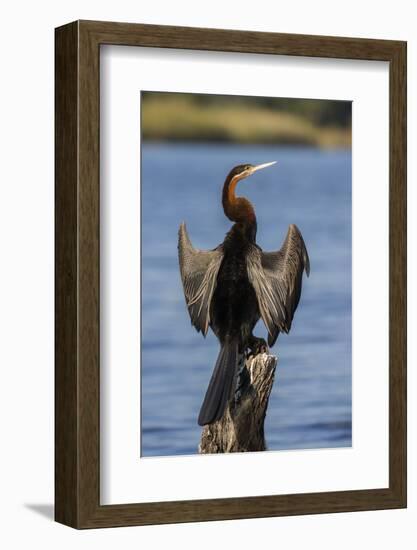 African darter (Anhinga rufa) drying wings, Chobe River, Botswana-Ann and Steve Toon-Framed Photographic Print