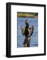 African darter (Anhinga rufa) drying wings, Chobe River, Botswana-Ann and Steve Toon-Framed Photographic Print