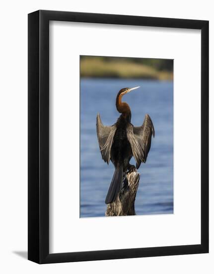 African darter (Anhinga rufa) drying wings, Chobe River, Botswana-Ann and Steve Toon-Framed Photographic Print