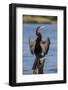 African darter (Anhinga rufa) drying wings, Chobe River, Botswana-Ann and Steve Toon-Framed Photographic Print