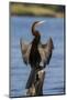 African darter (Anhinga rufa) drying wings, Chobe River, Botswana-Ann and Steve Toon-Mounted Photographic Print