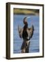 African darter (Anhinga rufa) drying wings, Chobe River, Botswana-Ann and Steve Toon-Framed Photographic Print