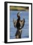 African darter (Anhinga rufa) drying wings, Chobe River, Botswana-Ann and Steve Toon-Framed Photographic Print