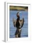 African darter (Anhinga rufa) drying wings, Chobe River, Botswana-Ann and Steve Toon-Framed Photographic Print