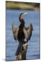 African darter (Anhinga rufa) drying wings, Chobe River, Botswana-Ann and Steve Toon-Mounted Photographic Print