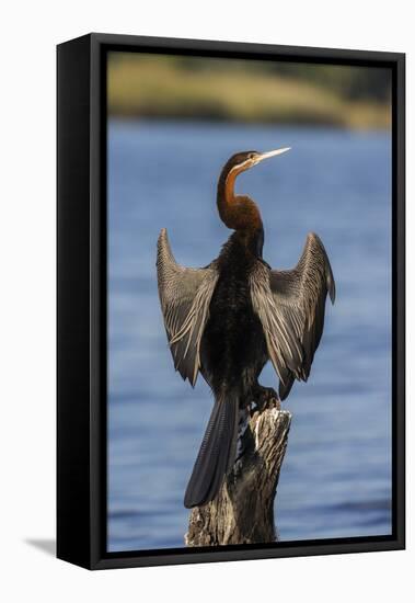 African darter (Anhinga rufa) drying wings, Chobe River, Botswana-Ann and Steve Toon-Framed Stretched Canvas