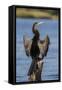 African darter (Anhinga rufa) drying wings, Chobe River, Botswana-Ann and Steve Toon-Framed Stretched Canvas