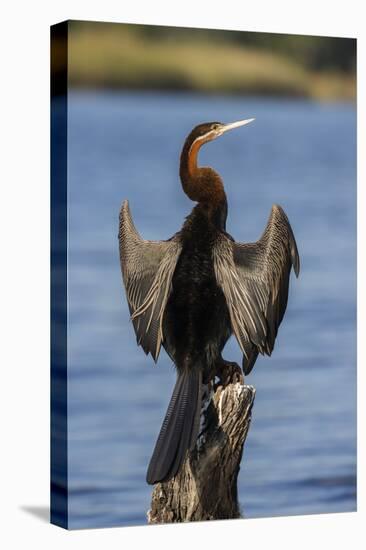 African darter (Anhinga rufa) drying wings, Chobe River, Botswana-Ann and Steve Toon-Stretched Canvas