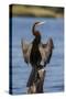 African darter (Anhinga rufa) drying wings, Chobe River, Botswana-Ann and Steve Toon-Stretched Canvas