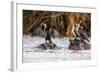 African Darter, Anhinga Rufa, Sitting on the Back of Hippopotamus,-sichkarenko com-Framed Photographic Print