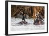 African Darter, Anhinga Rufa, Sitting on the Back of Hippopotamus,-sichkarenko com-Framed Photographic Print