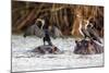 African Darter, Anhinga Rufa, Sitting on the Back of Hippopotamus,-sichkarenko com-Mounted Photographic Print