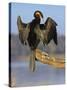 African Darter Preening Wings, Chobe National Park, Botswana-Tony Heald-Stretched Canvas