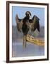 African Darter Preening Wings, Chobe National Park, Botswana-Tony Heald-Framed Premium Photographic Print