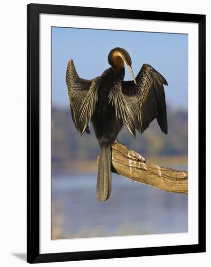 African Darter Preening Wings, Chobe National Park, Botswana-Tony Heald-Framed Premium Photographic Print