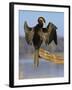 African Darter Preening Wings, Chobe National Park, Botswana-Tony Heald-Framed Photographic Print