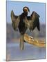 African Darter Preening Wings, Chobe National Park, Botswana-Tony Heald-Mounted Photographic Print