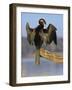 African Darter Preening Wings, Chobe National Park, Botswana-Tony Heald-Framed Photographic Print