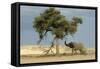 African Desert Elephant by Tree-null-Framed Stretched Canvas