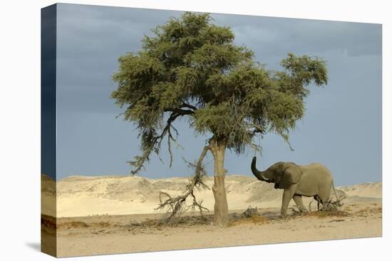 African Desert Elephant by Tree-null-Stretched Canvas