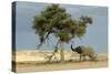 African Desert Elephant by Tree-null-Stretched Canvas