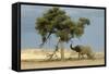 African Desert Elephant by Tree-null-Framed Stretched Canvas