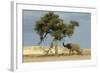 African Desert Elephant by Tree-null-Framed Photographic Print