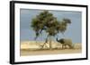 African Desert Elephant by Tree-null-Framed Photographic Print