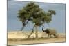 African Desert Elephant by Tree-null-Mounted Photographic Print