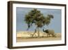 African Desert Elephant by Tree-null-Framed Photographic Print