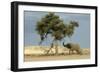 African Desert Elephant by Tree-null-Framed Photographic Print