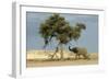 African Desert Elephant by Tree-null-Framed Photographic Print