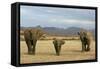 African Desert Elephant-null-Framed Stretched Canvas