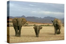 African Desert Elephant-null-Stretched Canvas