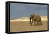 African Desert Elephant-null-Framed Stretched Canvas