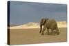 African Desert Elephant-null-Stretched Canvas