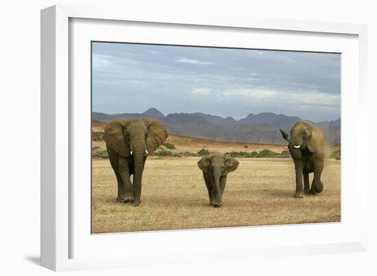 African Desert Elephant-null-Framed Photographic Print