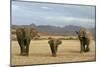 African Desert Elephant-null-Mounted Photographic Print