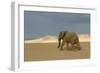 African Desert Elephant-null-Framed Photographic Print