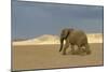 African Desert Elephant-null-Mounted Photographic Print