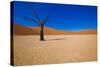 African Desert-DR_Flash-Stretched Canvas