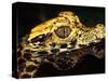 African Dwarf Crocodile Hatchlings, Native to Africa-David Northcott-Stretched Canvas