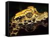 African Dwarf Crocodile Hatchlings, Native to Africa-David Northcott-Framed Stretched Canvas