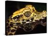 African Dwarf Crocodile Hatchlings, Native to Africa-David Northcott-Stretched Canvas