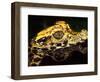 African Dwarf Crocodile Hatchlings, Native to Africa-David Northcott-Framed Photographic Print