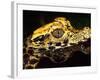 African Dwarf Crocodile Hatchlings, Native to Africa-David Northcott-Framed Photographic Print